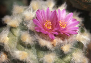 Lophophora Williamsii var. Jourdaniana